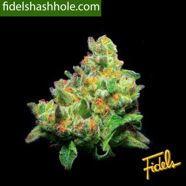 mac1 from flowers by fidels