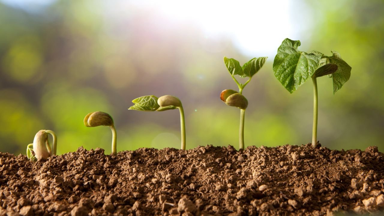 How Long Do Germinated Seeds Take To Break Surface