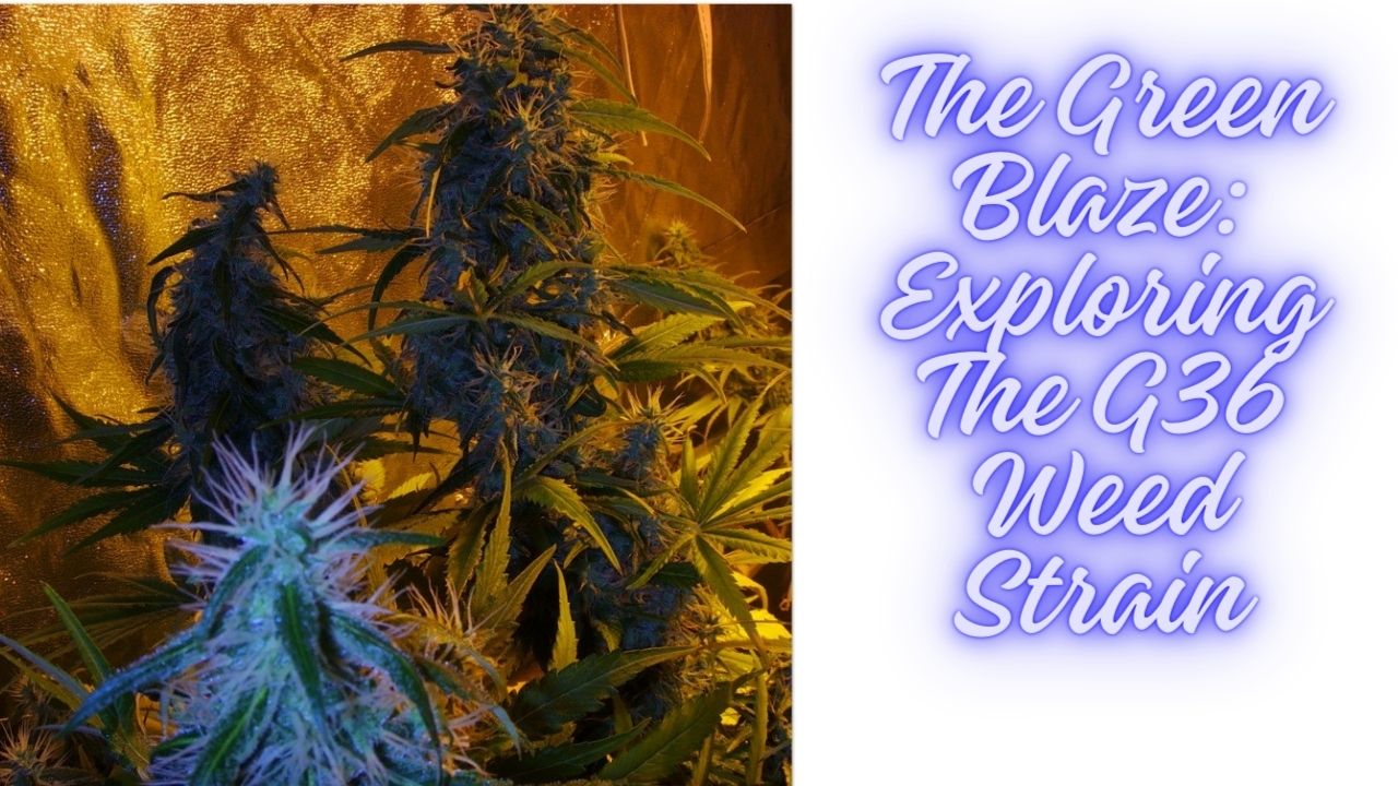 The Green Blaze Exploring The G36 Weed Strain (1)