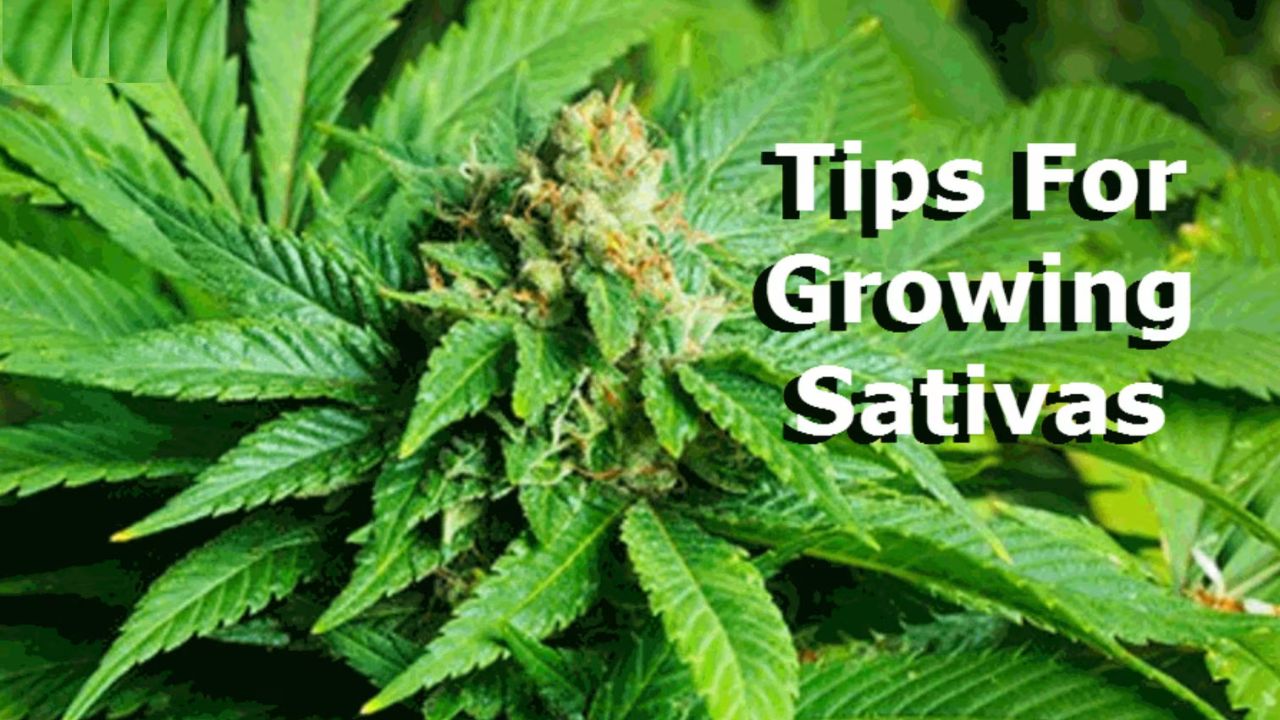 Tips for Growing Baguio Gold Strain