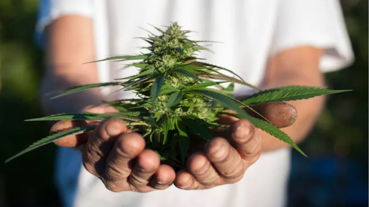 cannabis leaf curling up