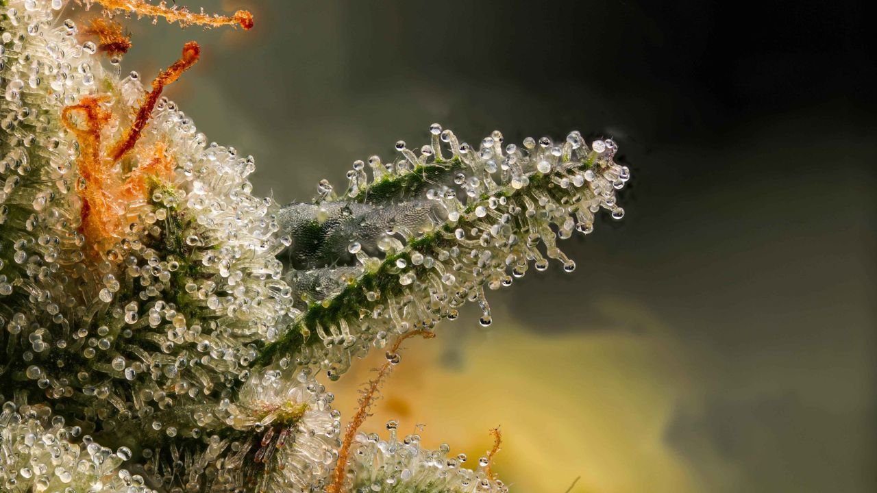 over ripe trichomes