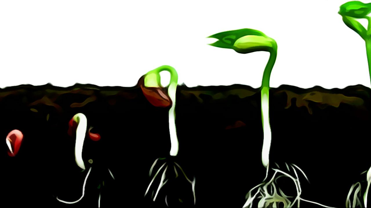 A Comprehensive Guide On How To Germinate Cannabis Seeds