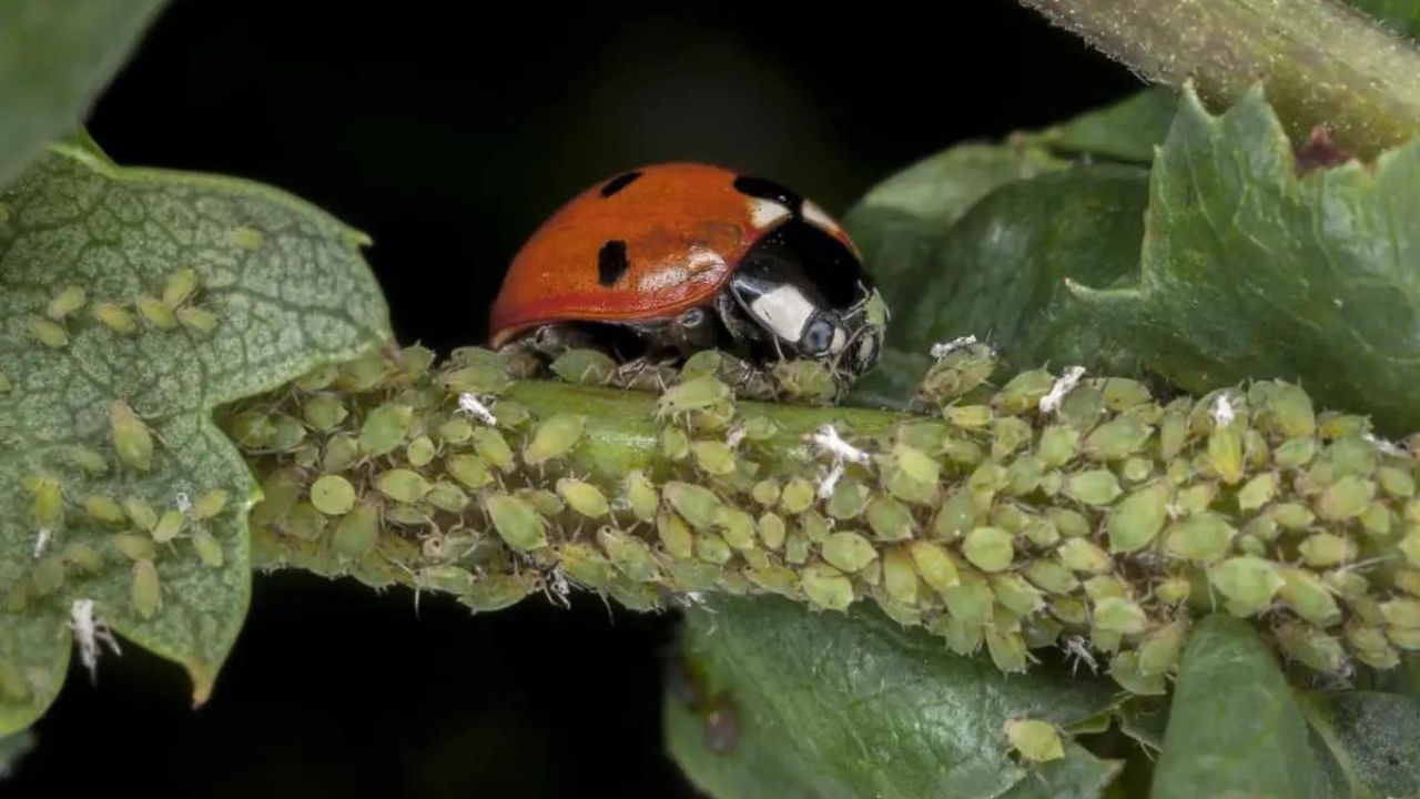 Collection Of Do Ladybugs Eat Spider Mites