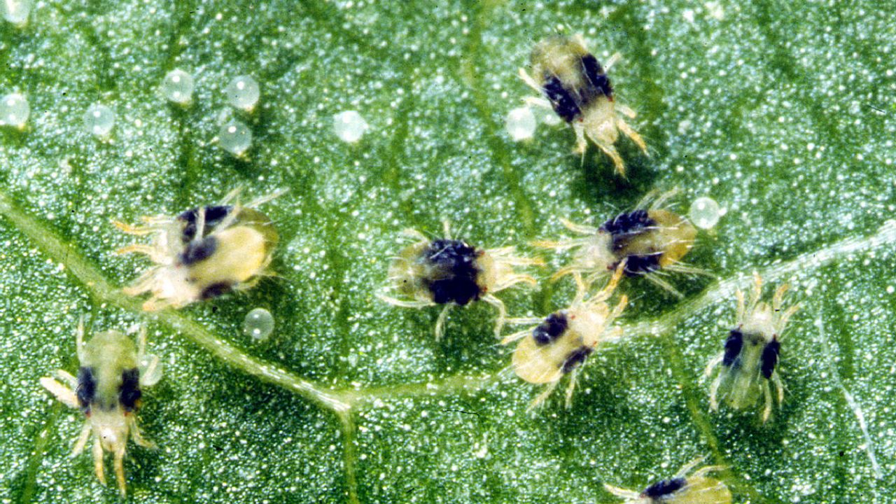 Do Ladybugs Eat Spider Mites on Cannabis Unveiling Nature's Pest Control Secret 