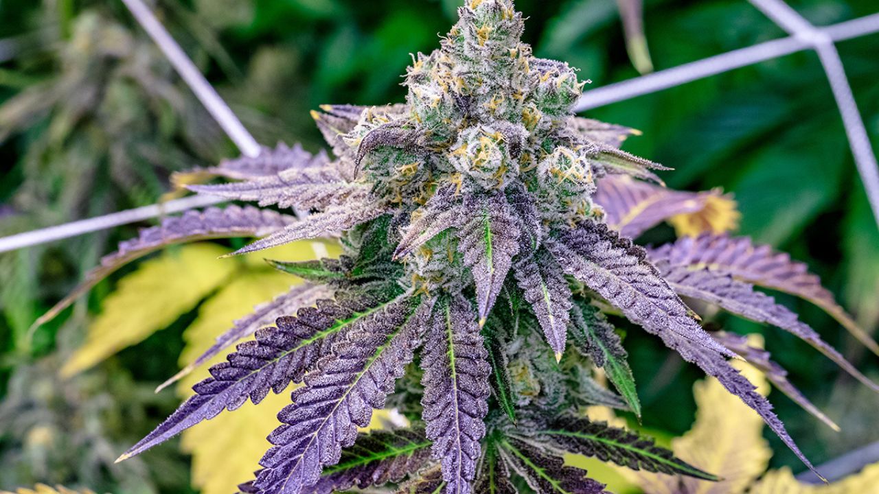 Everything You Need to Know About Cannabis Sativa Subsp. Indica 'Northern Lights'