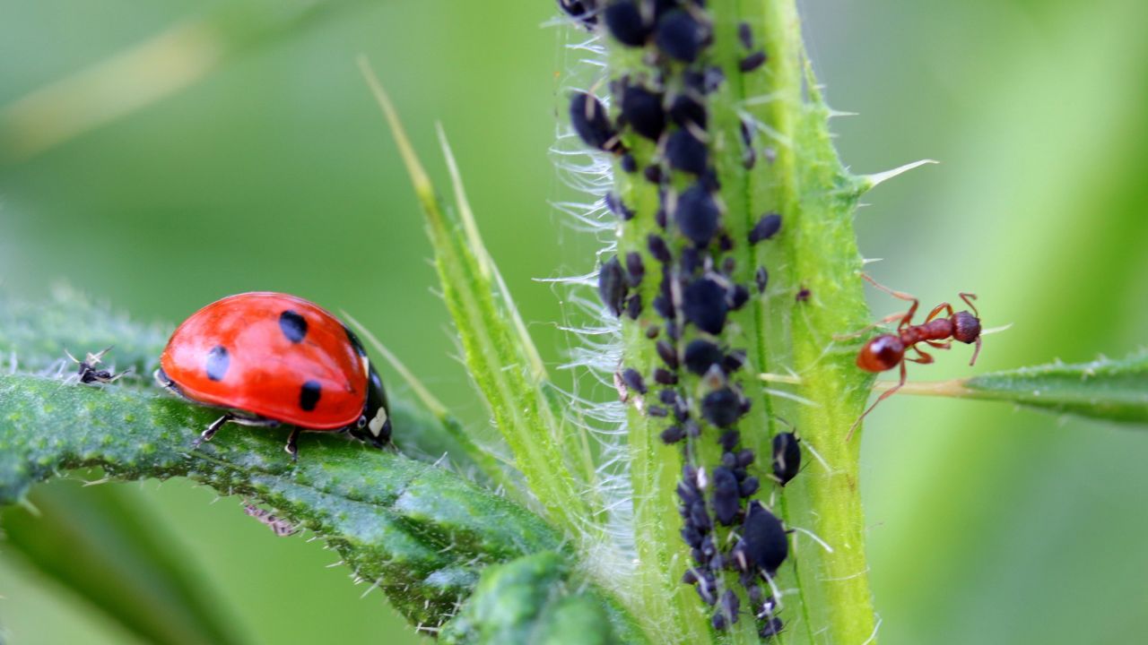 Factors Affecting the Success of Ladybug Pest Control