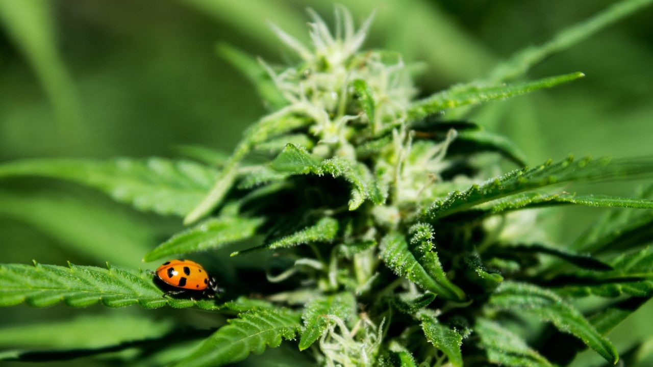 Ladybugs and Cannabis Quality