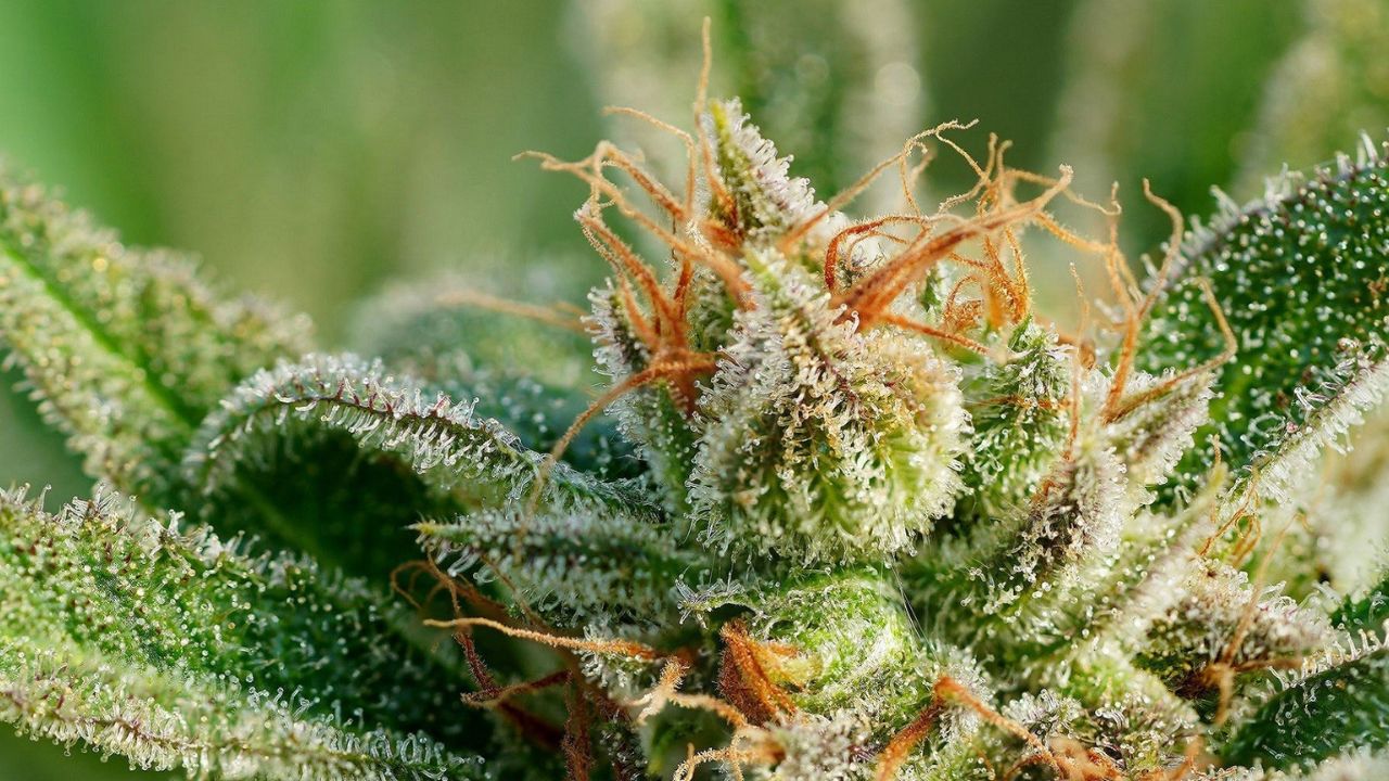 Pictures Trichomes Ready Harvest A Beginner's Guide To Cannabis Cultivation