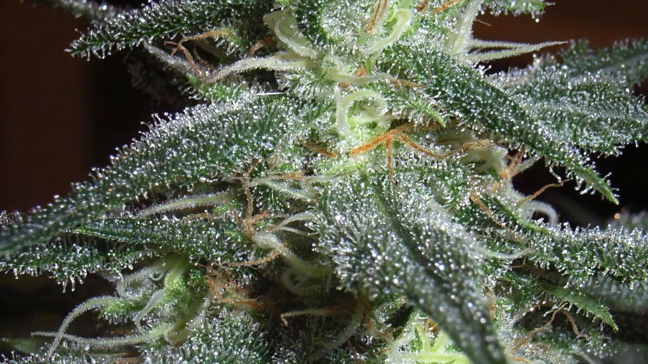 The Beautiful World Of Trichomes Pictures Of Trichomes Ready For Harvest