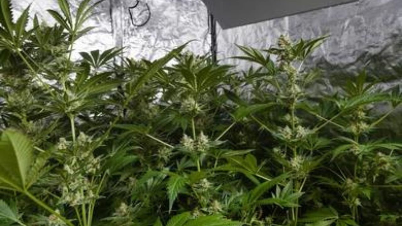 The Benefits of Using a 2x4 Grow Tent Yield