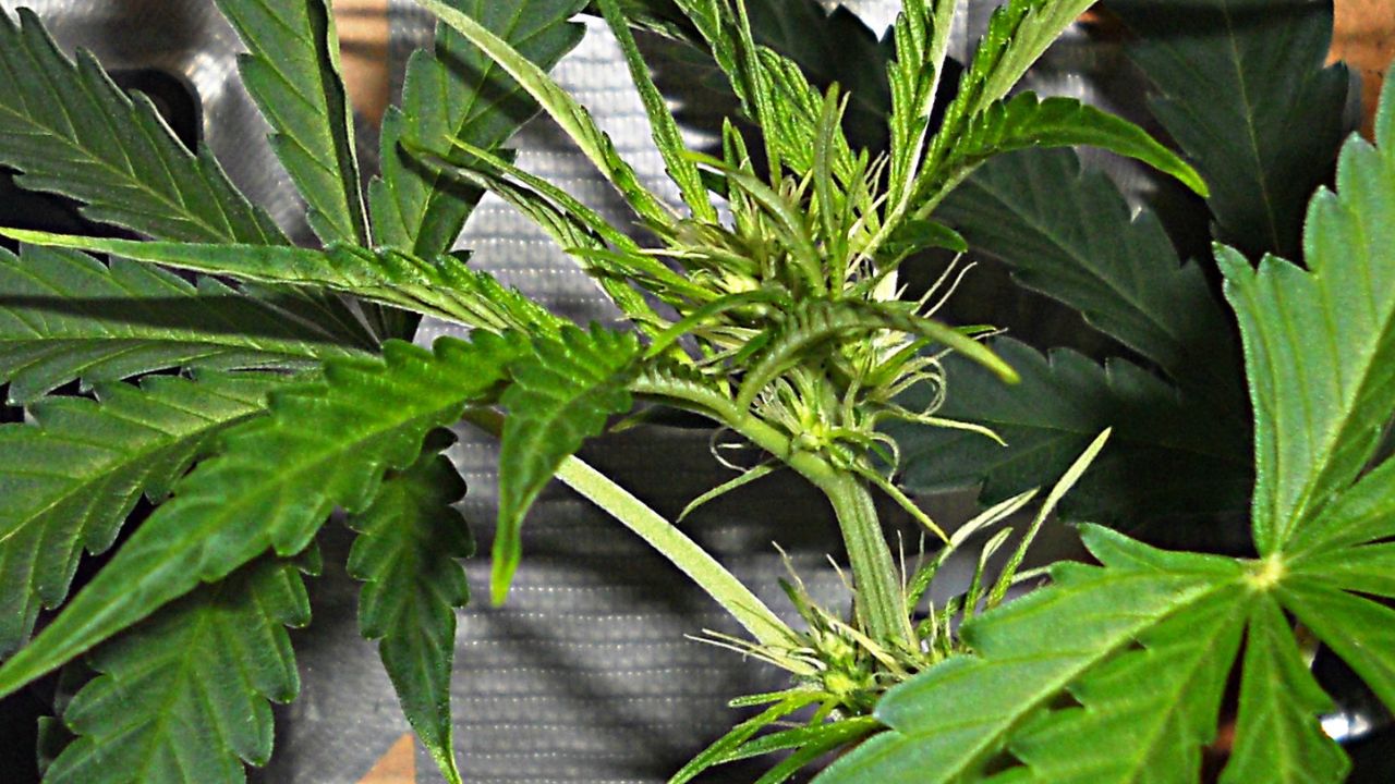 Understanding Very Early Early Female Preflowers In Cannabis Plants