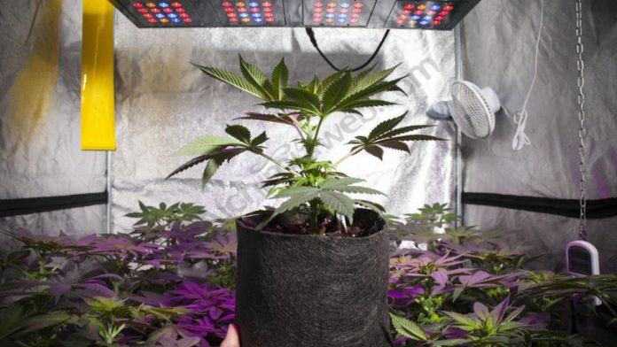 growing weed in a tent