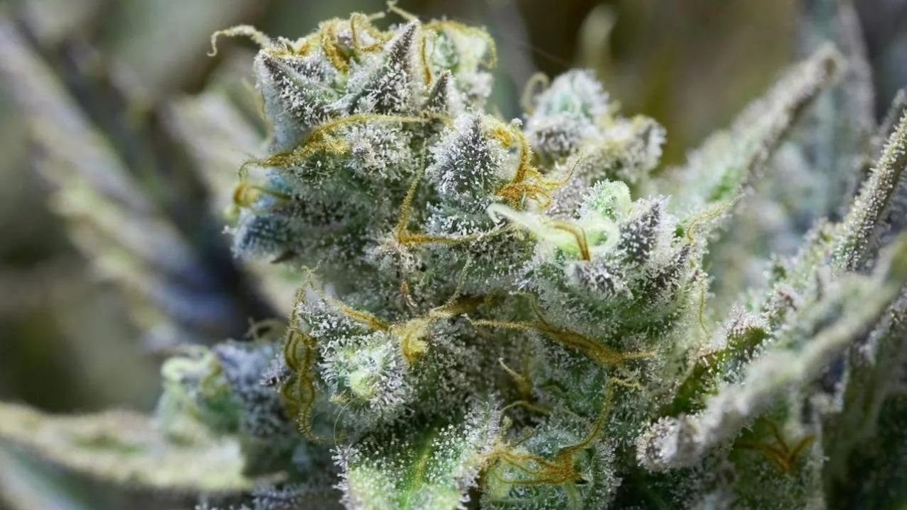 When Are Trichomes Ready for Harvest